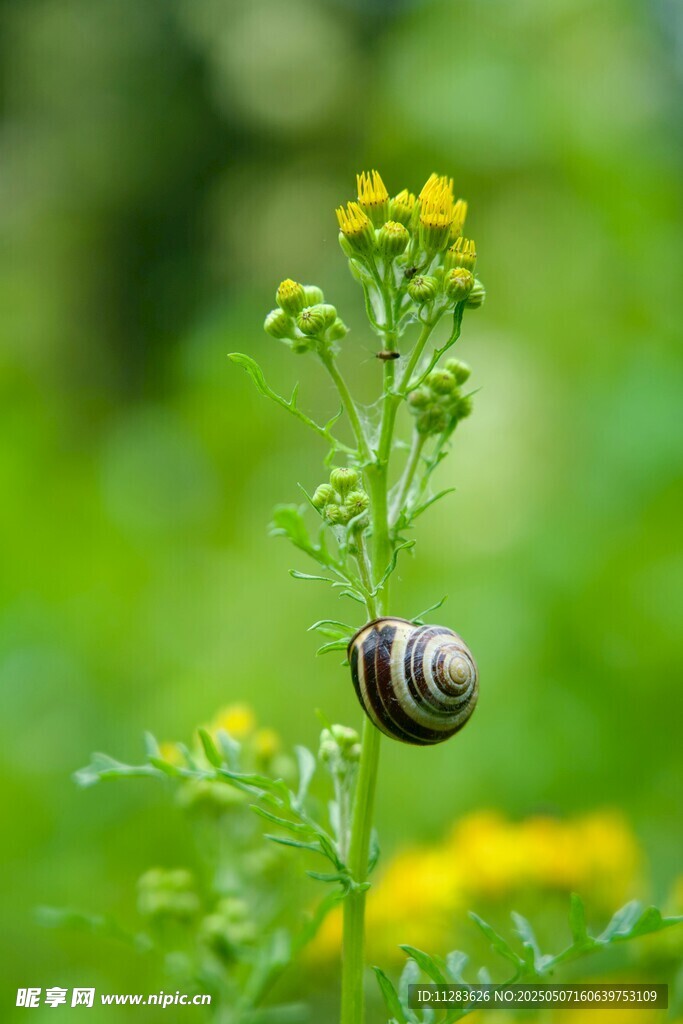 蜗牛攀于绿植黄花之上