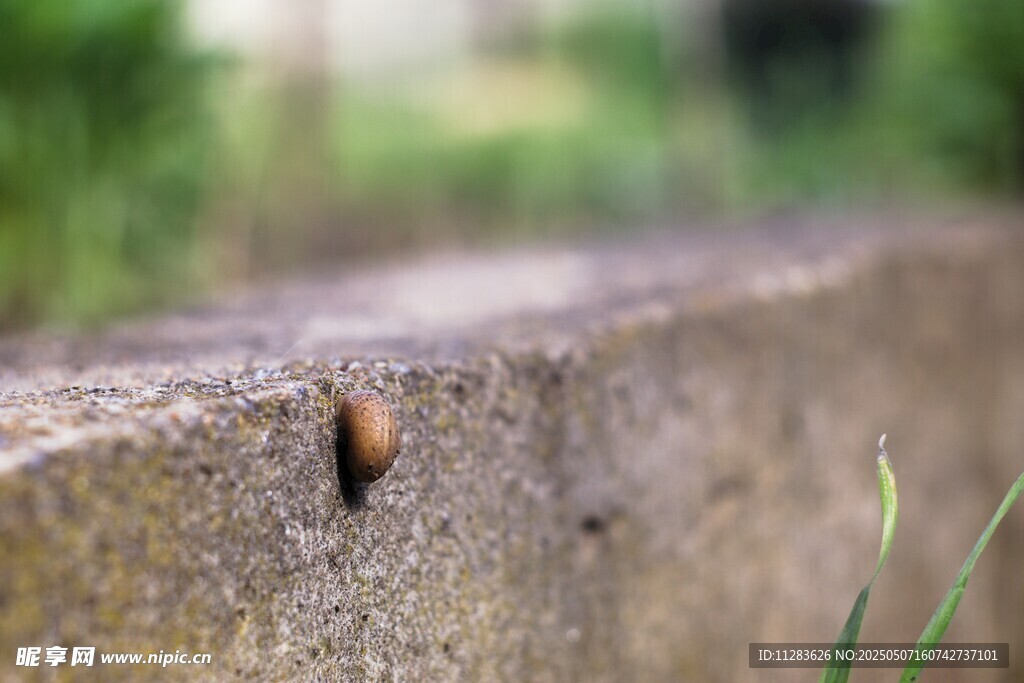 墙边的小甲虫