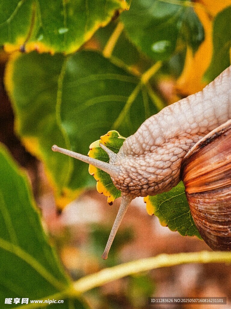 绿叶上的蜗牛特写