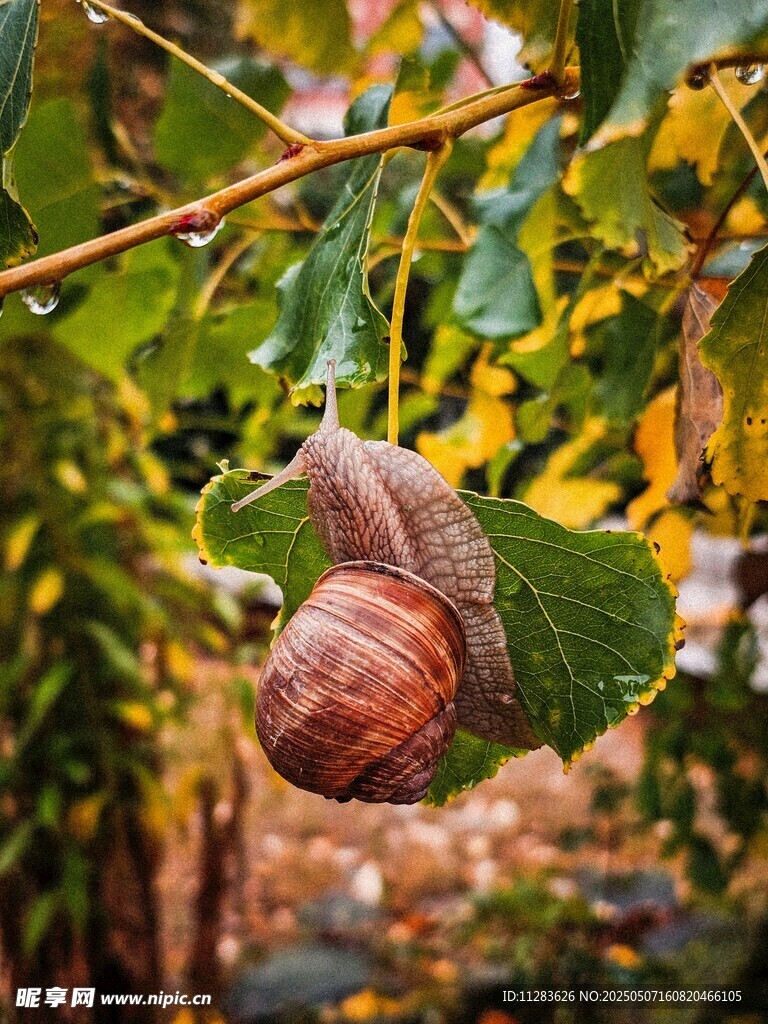 树叶上的大蜗牛