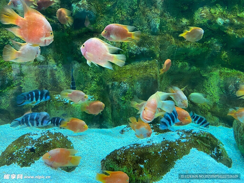 多彩水族馆中的缤纷鱼类