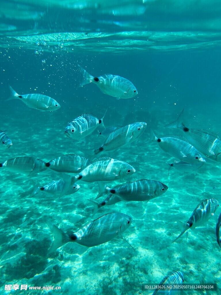 海底畅游的多彩鱼群