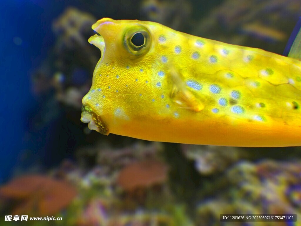 黄色斑点河豚特写