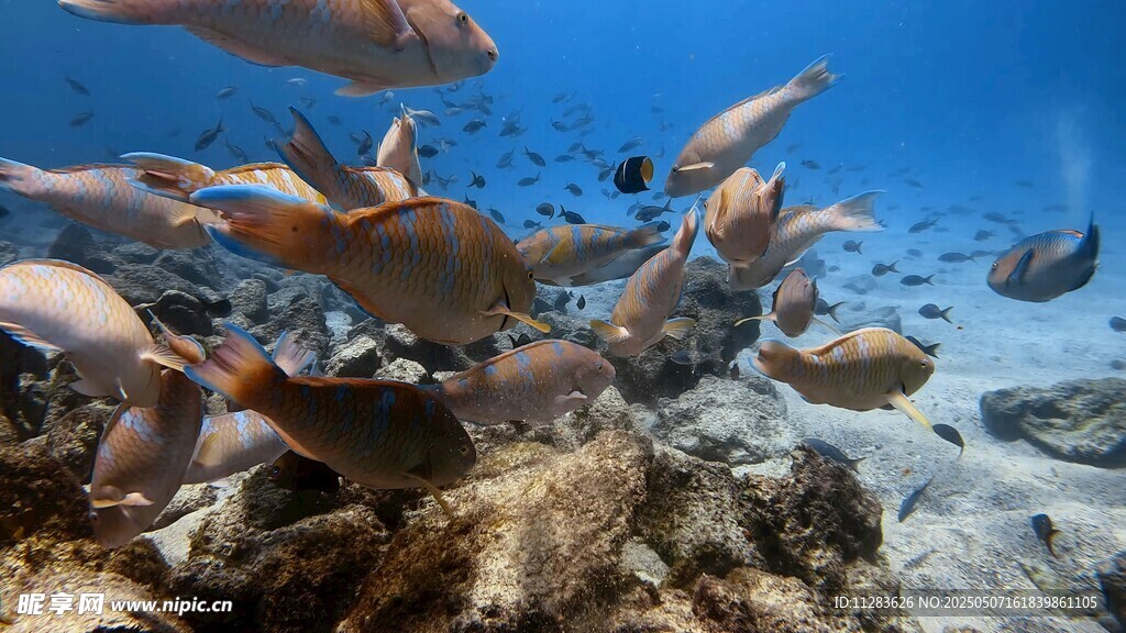 海底鱼群环绕礁石景象