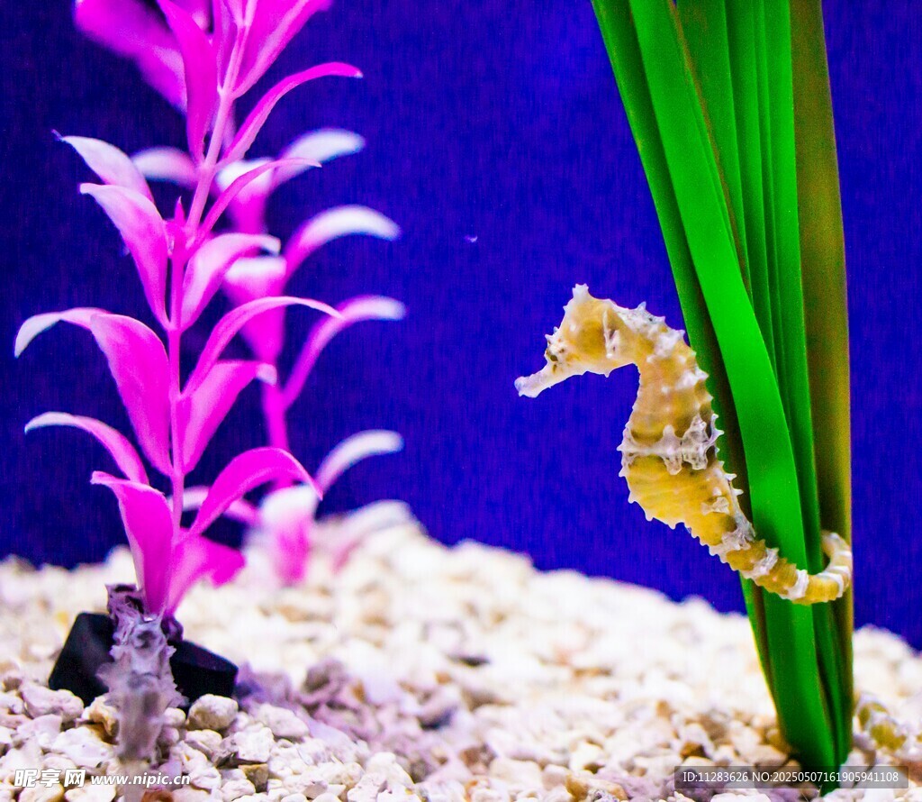 水族箱中的海马与粉色水草