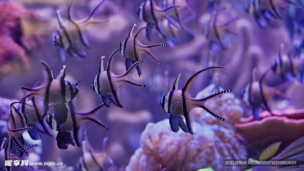 海底缤纷鱼群与珊瑚景观