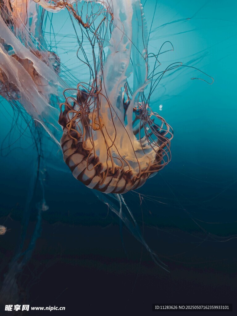 深海中的梦幻水母