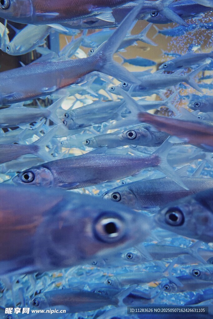 梦幻蓝色海底生物景象