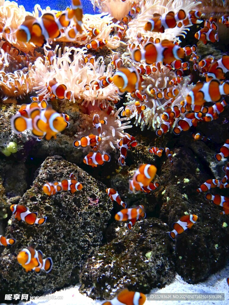 海底小丑鱼与珊瑚景观