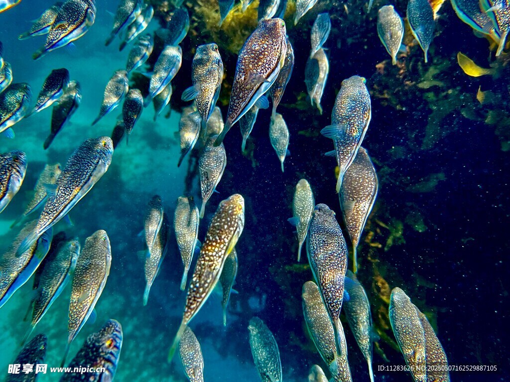 海底群鱼共舞