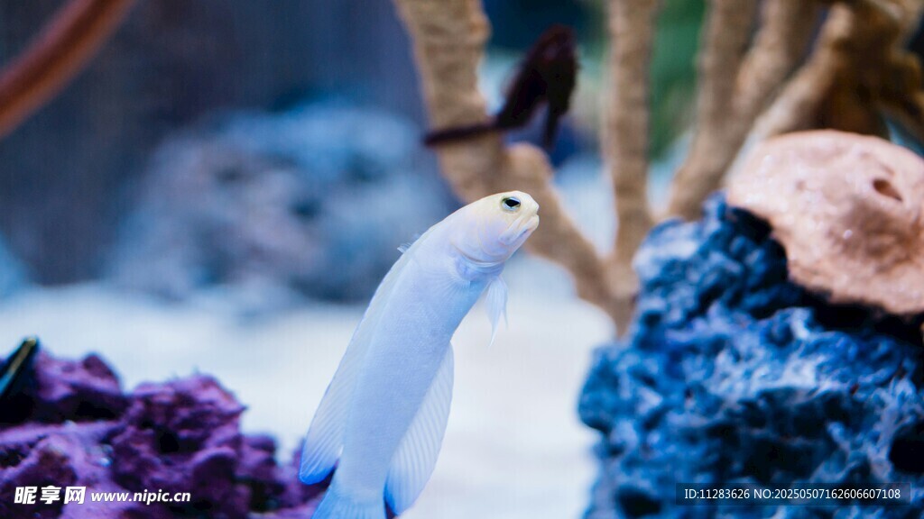 海洋生物景观中的白色生物