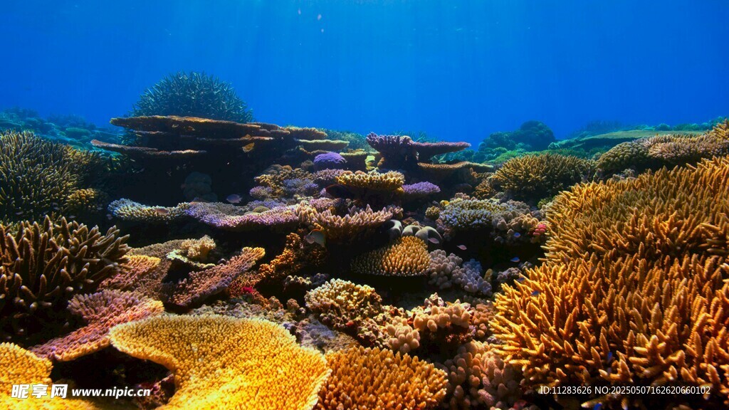 海底绚丽珊瑚景观