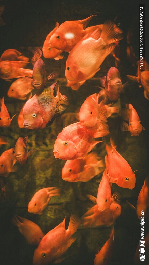 成群红鱼水中游