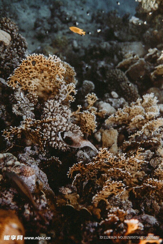 海底多彩珊瑚与游动小鱼