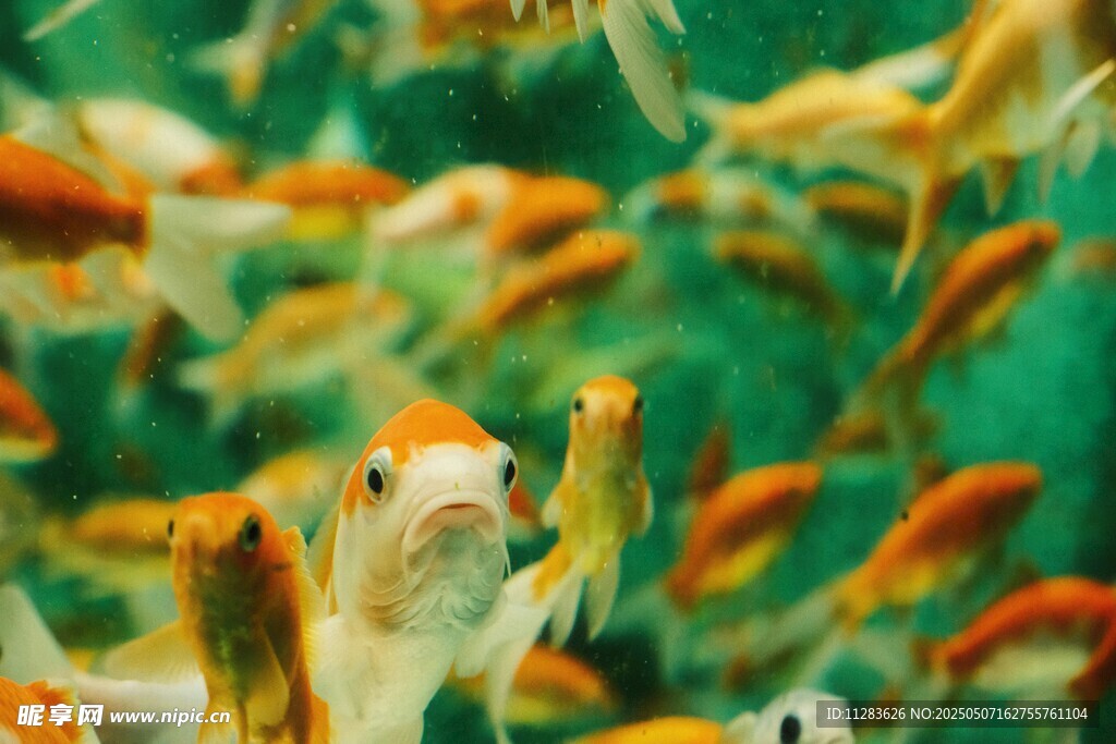 群鱼畅游的水下世界