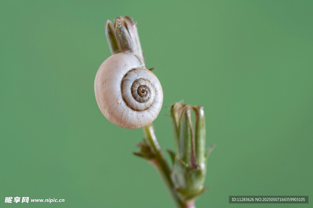 蜗牛栖息于嫩绿植物枝头