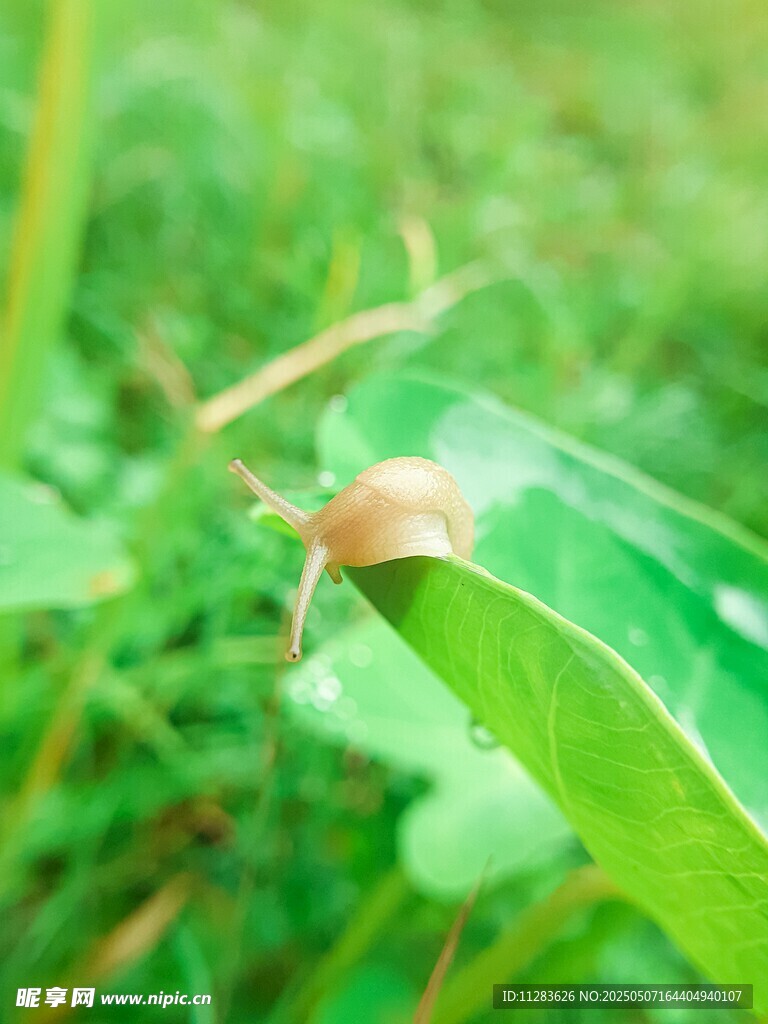 绿叶上的小蜗牛
