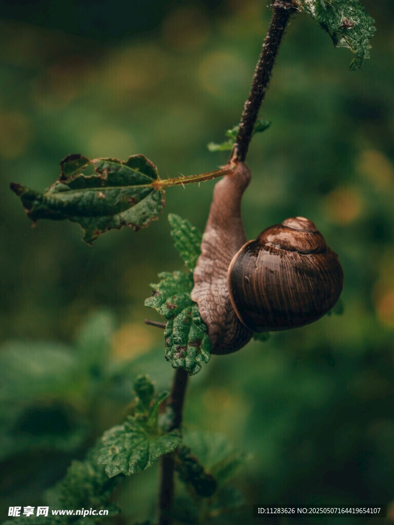 树枝上的棕色蜗牛