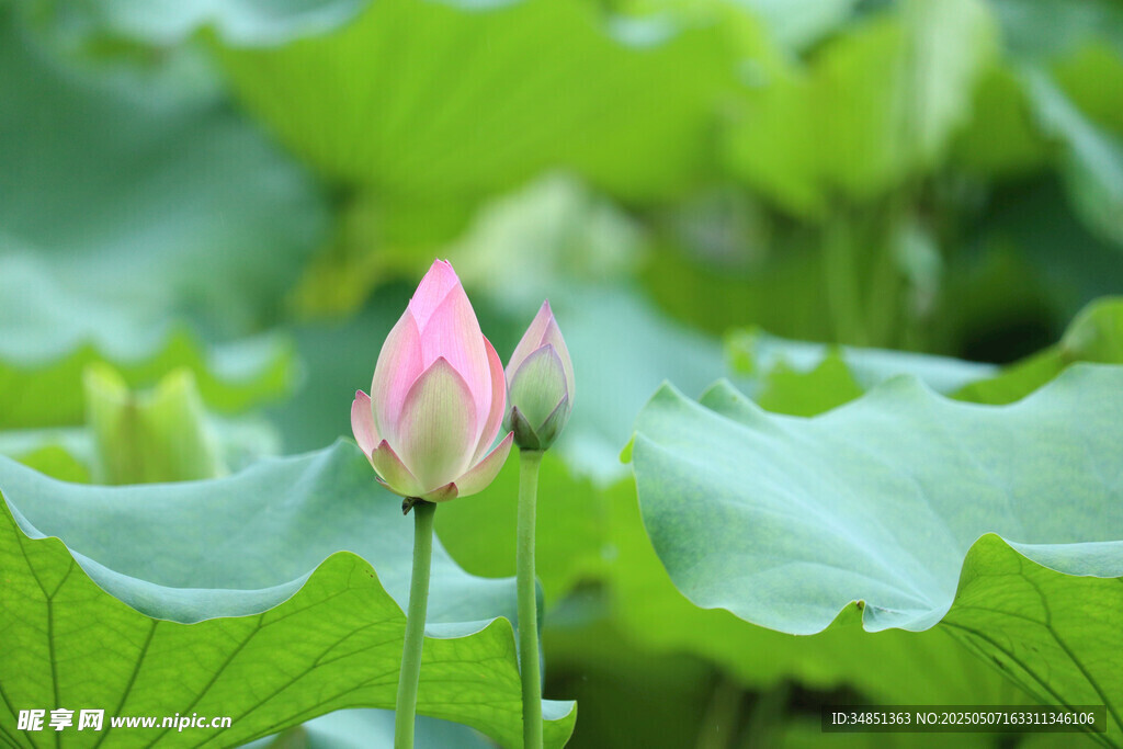 含苞待放的粉嫩荷花