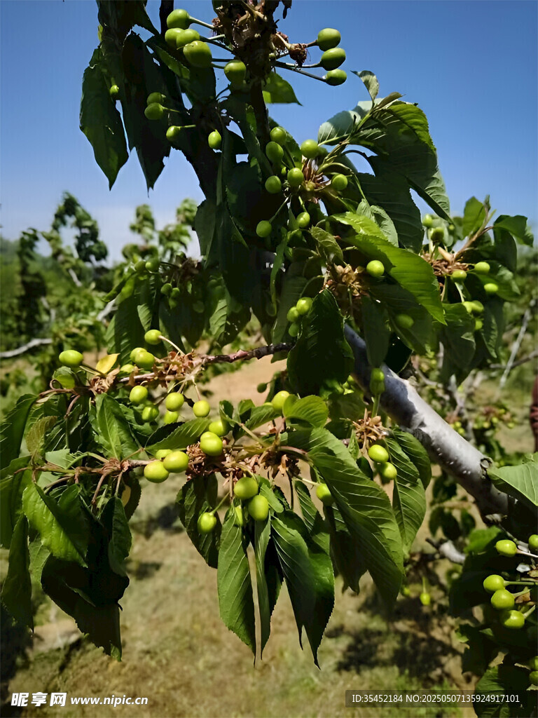 樱桃栽培