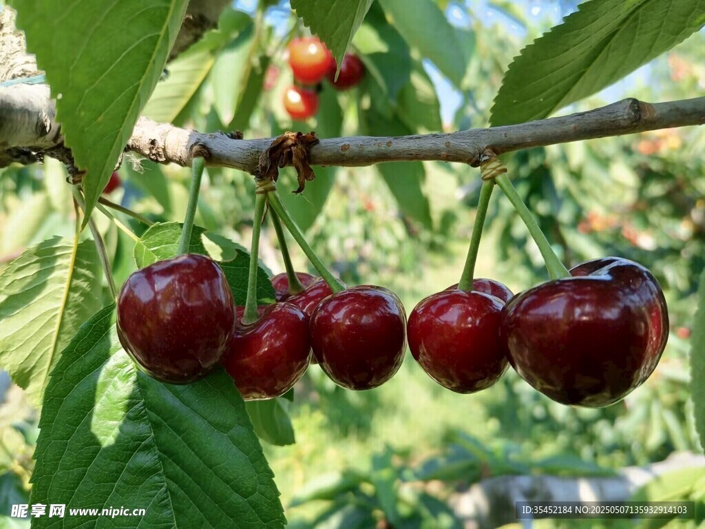 樱桃栽培
