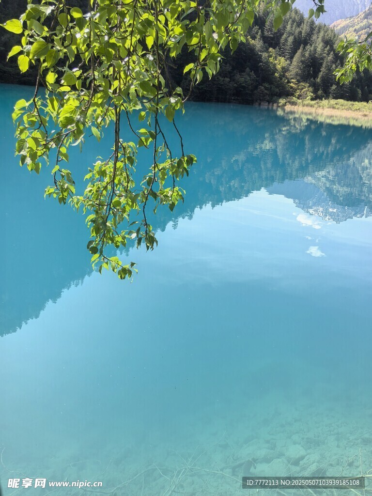 九寨沟 清澈蓝湖与垂枝美景