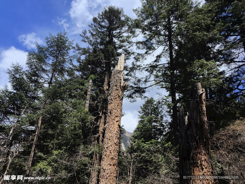 森林中高耸的枯立木