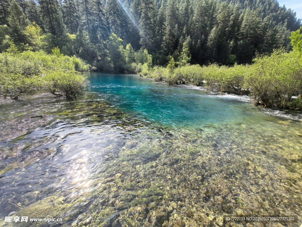 九寨沟 清澈蓝溪畔的葱郁山林