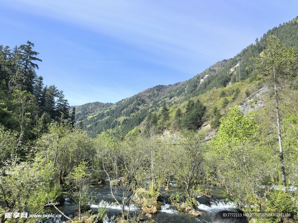 九寨沟 山间溪流旁的葱郁树林