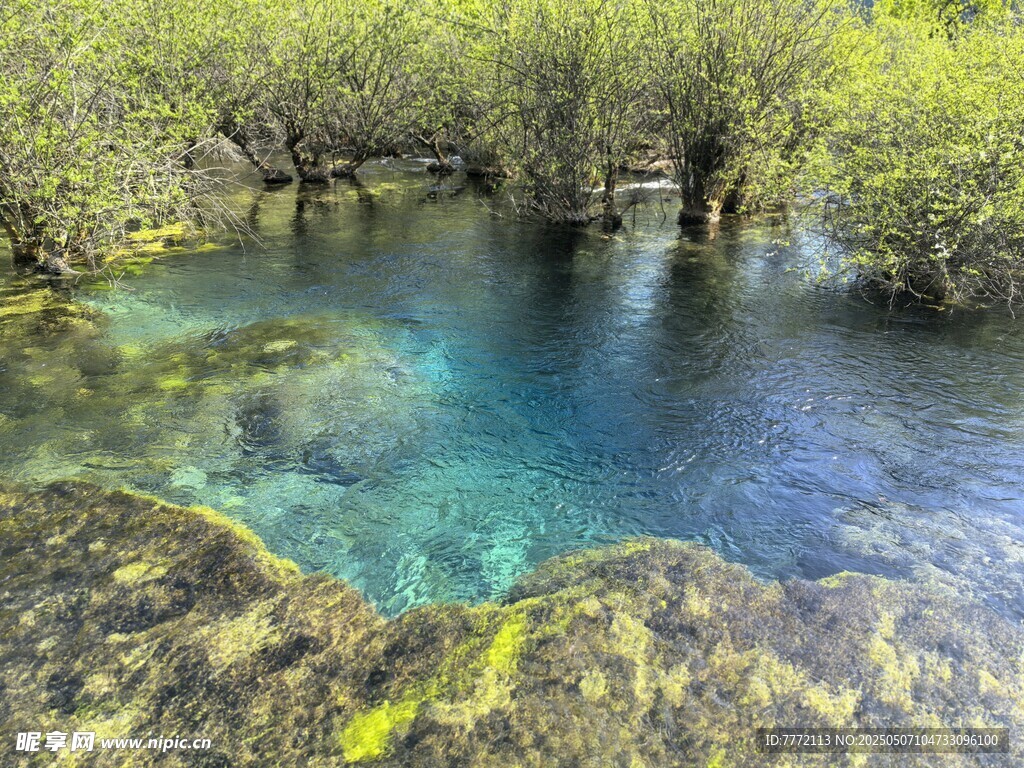 九寨沟 清澈蓝绿色水域旁的植被