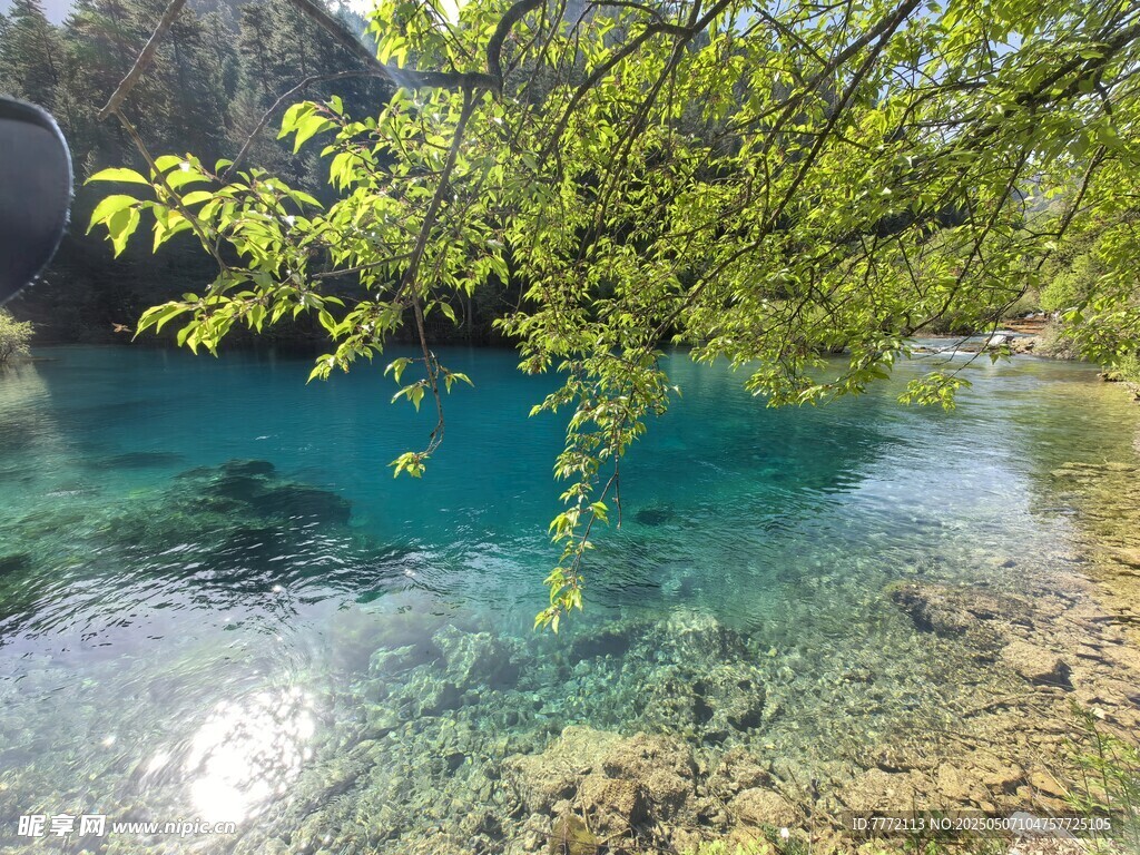 九寨沟 清澈蓝绿潭边翠绿枝叶