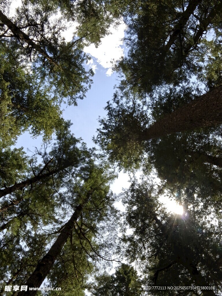 仰望森林参天大树