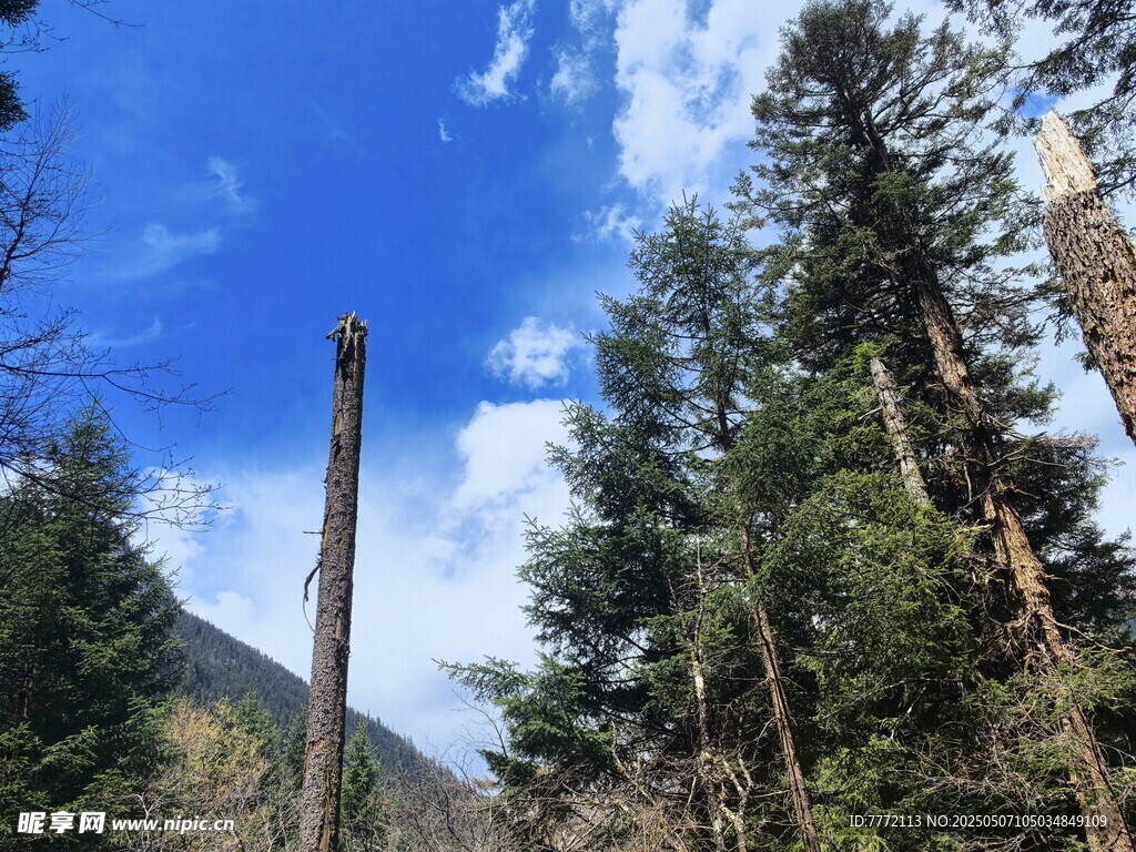 九寨沟 山林中的枯树与葱郁绿树