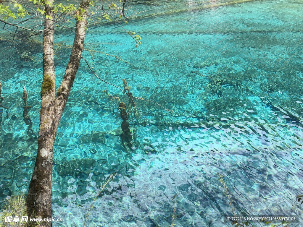 九寨沟 清澈蓝绿湖水与枯树