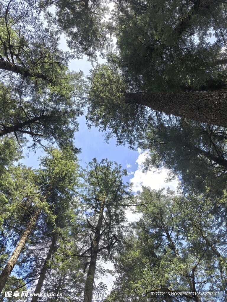 九寨沟 仰望森林树冠蓝天美景