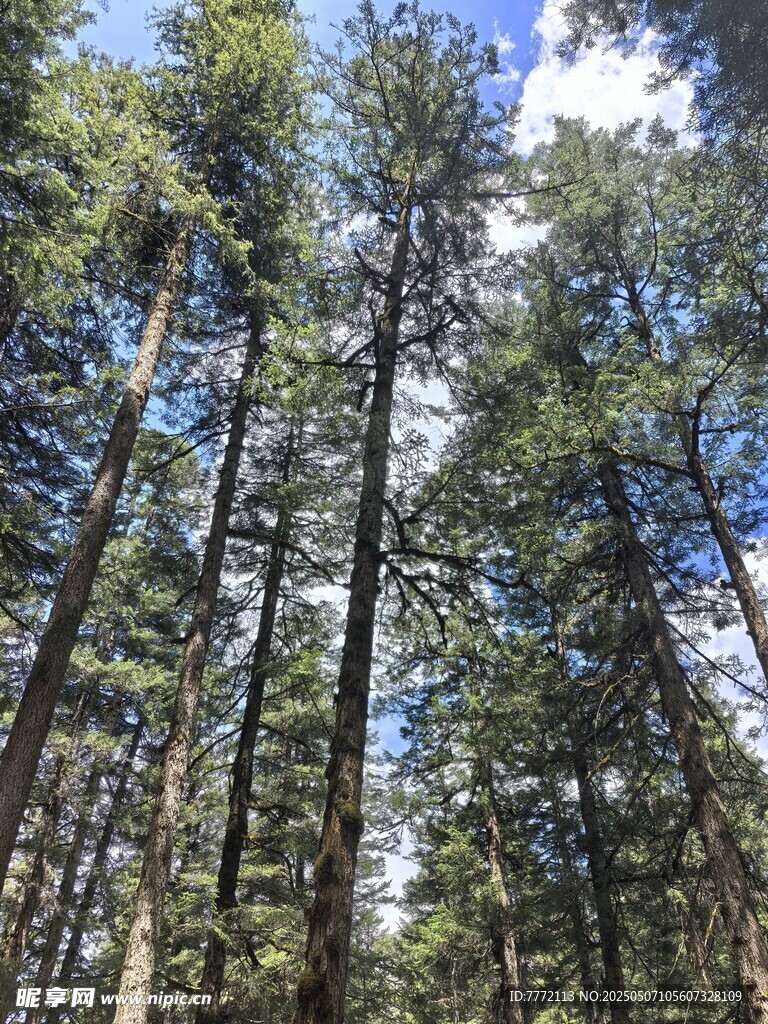 九寨沟 茂密森林中的高大树木