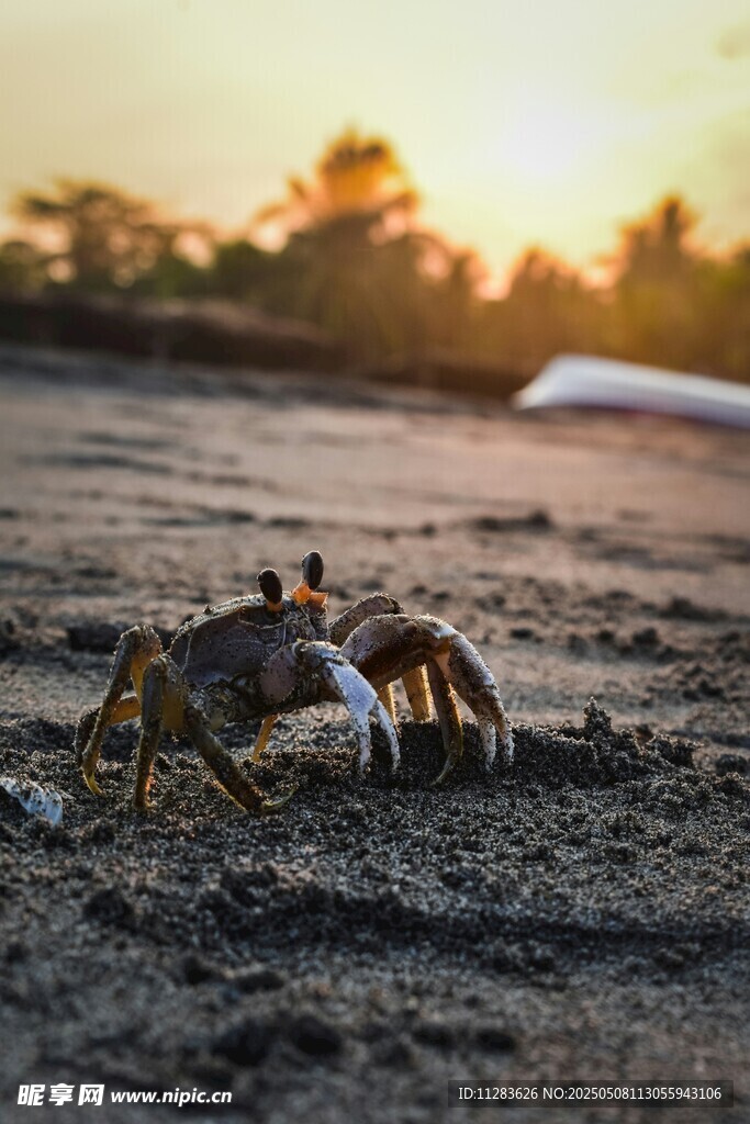 沙滩上的螃蟹沐浴夕阳
