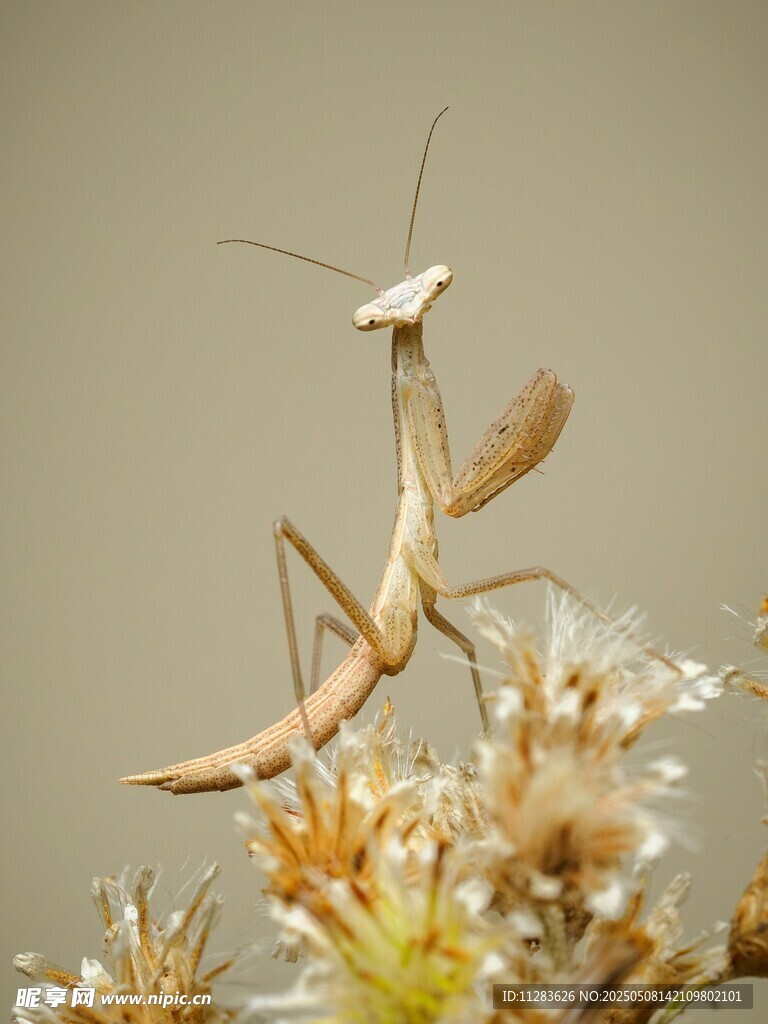 螳螂栖息于花草之上