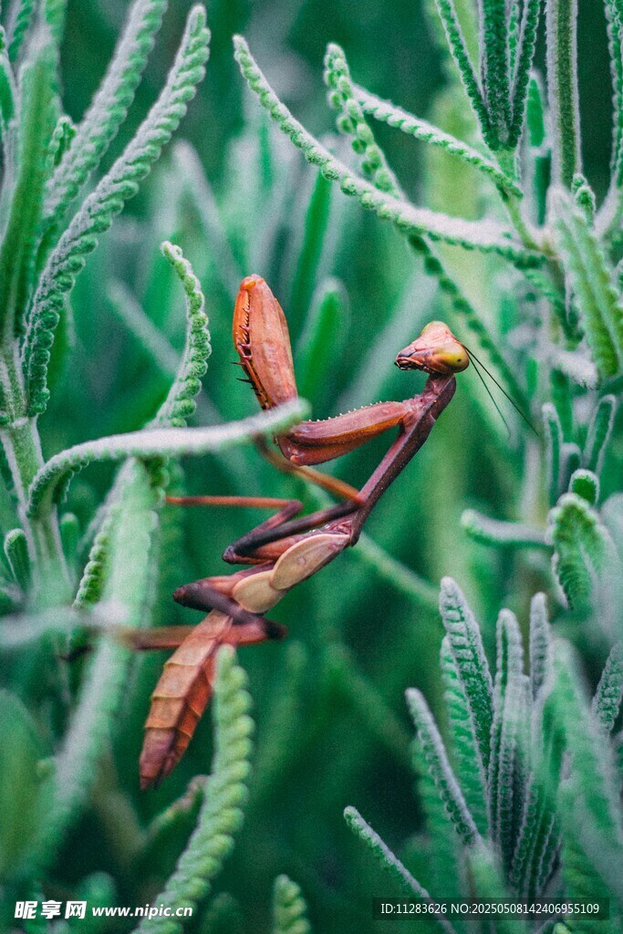 草丛中的红色螳螂