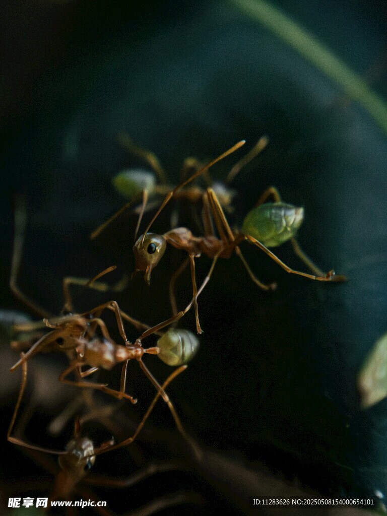 蚂蚁搬运食物瞬间