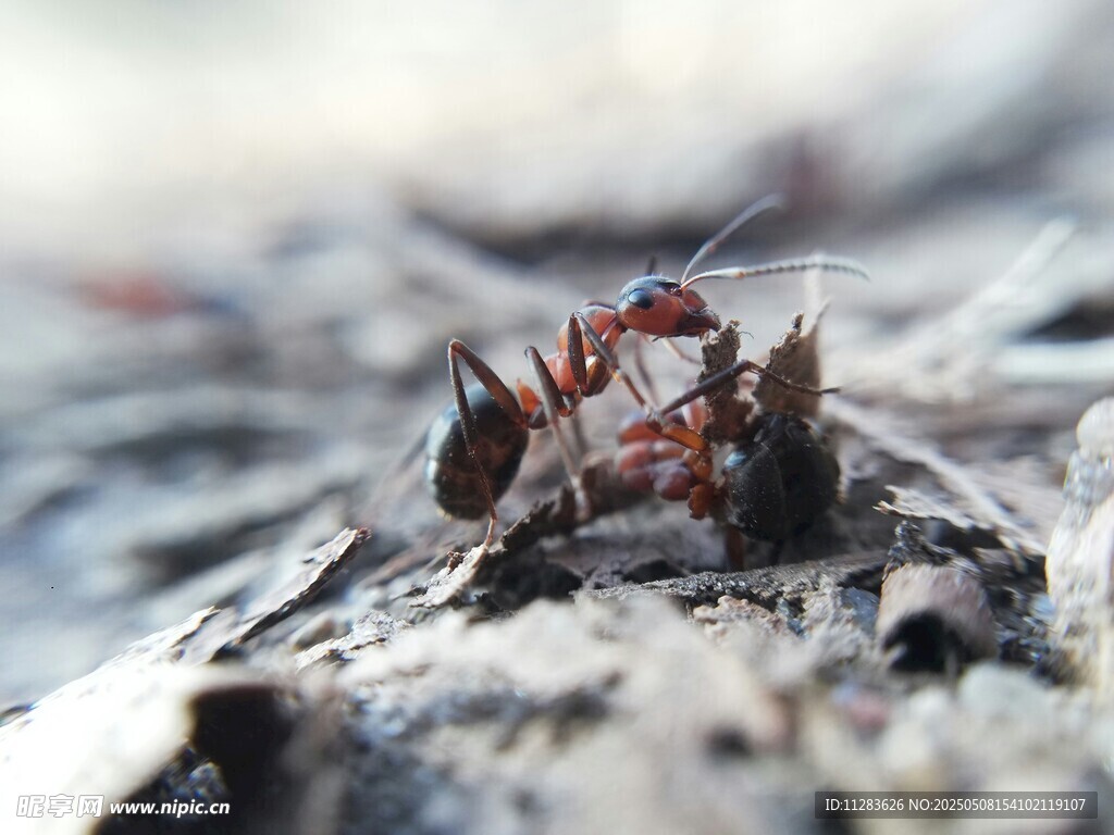 蚂蚁协作搬运食物场景