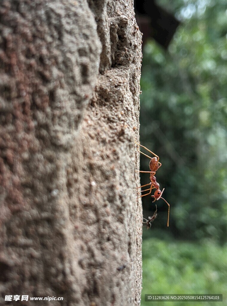 石缝中的红蚂蚁