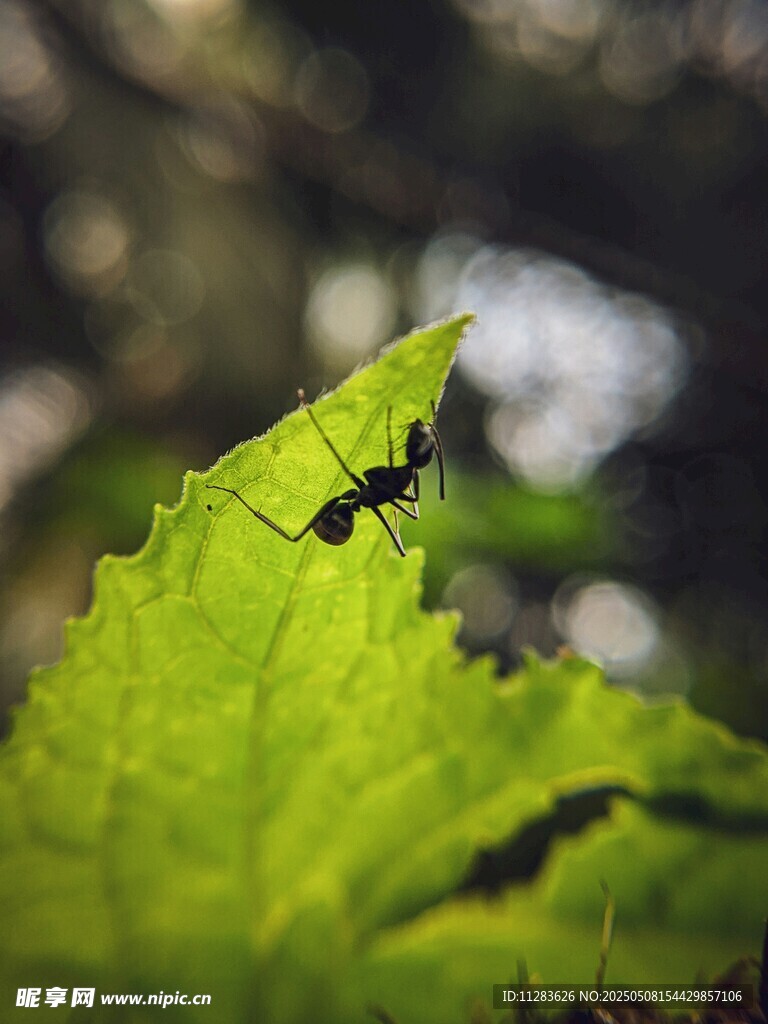 绿叶上的独行蚂蚁