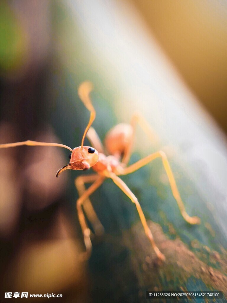 微距下的橙色蚂蚁特写