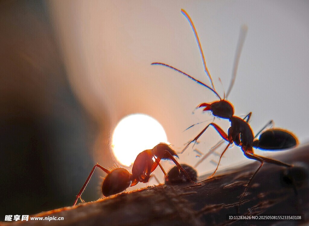 夕阳下的蚂蚁互动瞬间