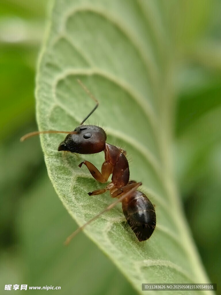 绿叶上的蚂蚁特写