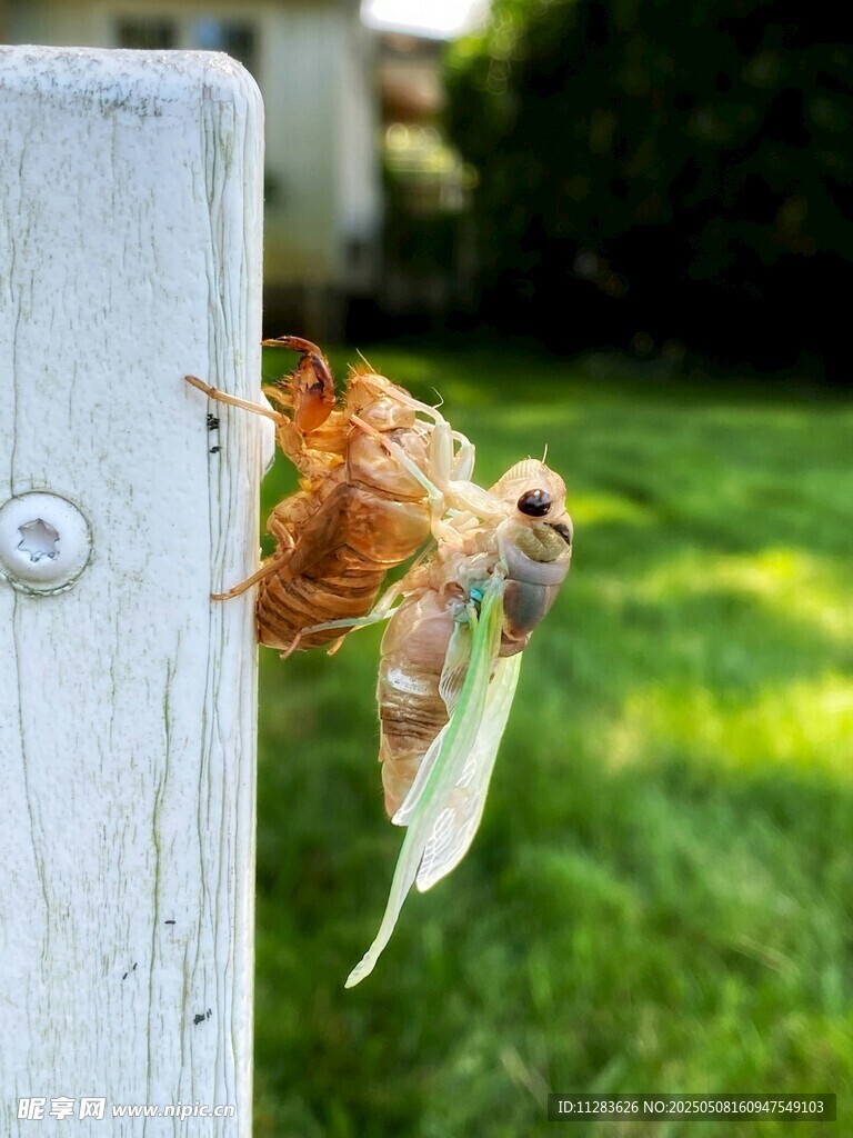 蝉蜕变瞬间