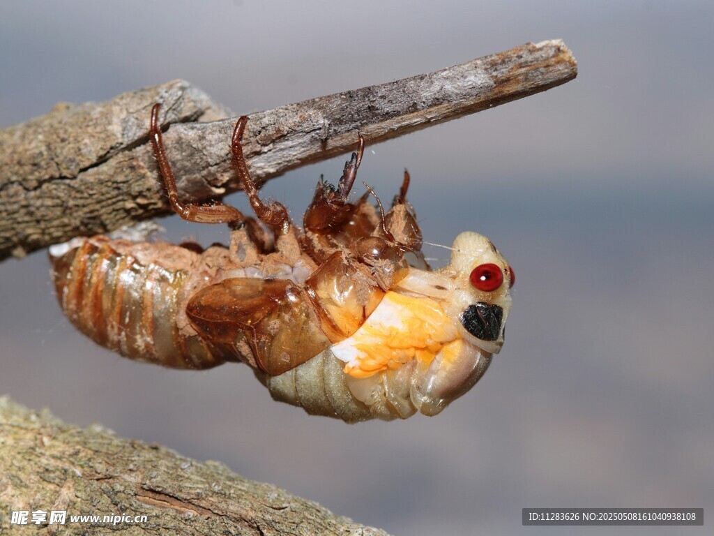 蝉蜕变瞬间