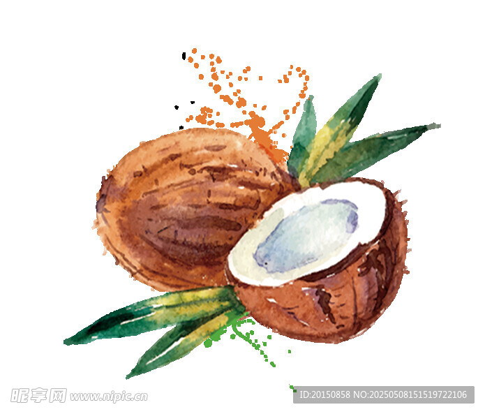 水彩绘椰子及椰叶