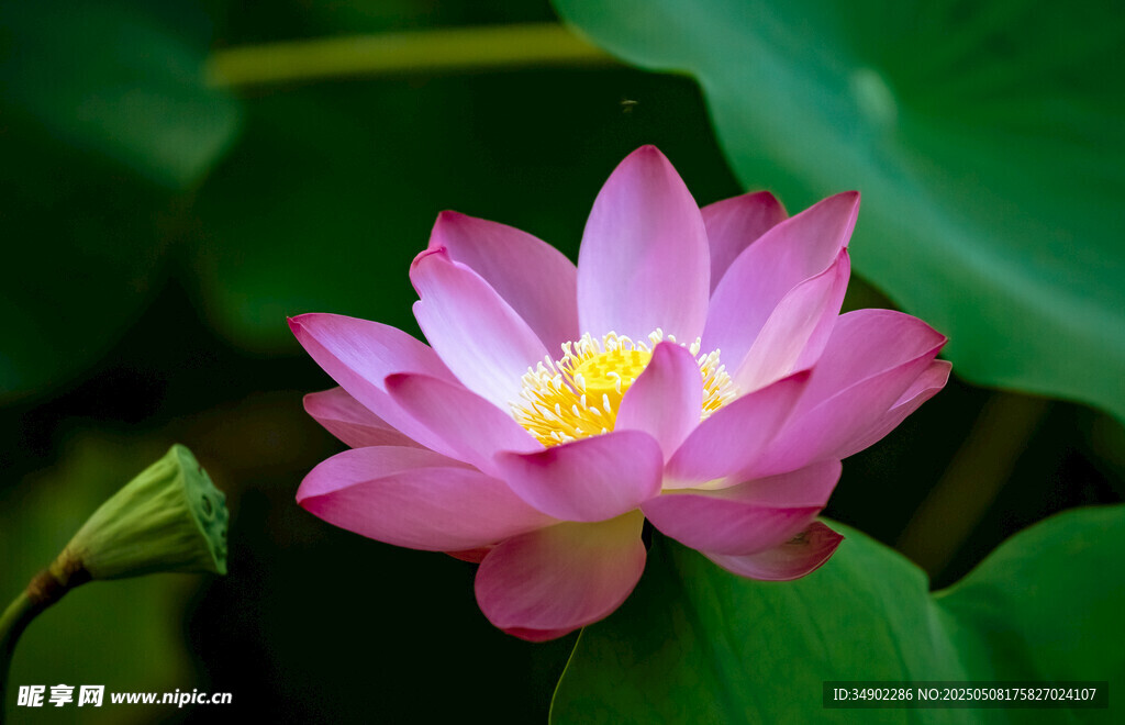 娇艳盛开的粉色荷花